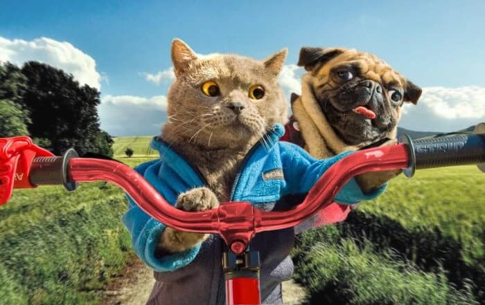 Tips for Travelling with Cats and Dogs