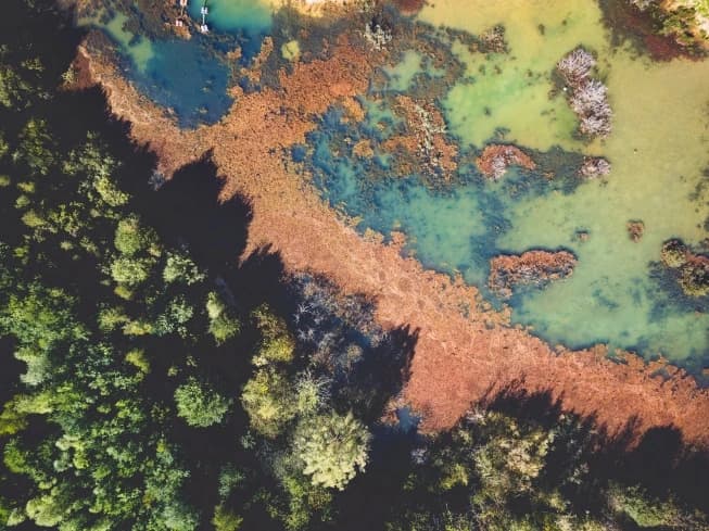 Veganism and the Environment